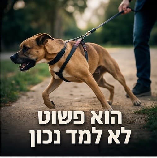 הוא פשוט לא למד נכון